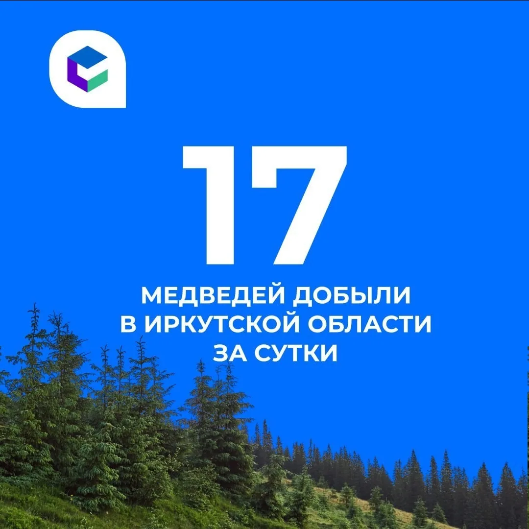 ⚠️17 медведей добыли в Иркутской области за прошедшие сутки.