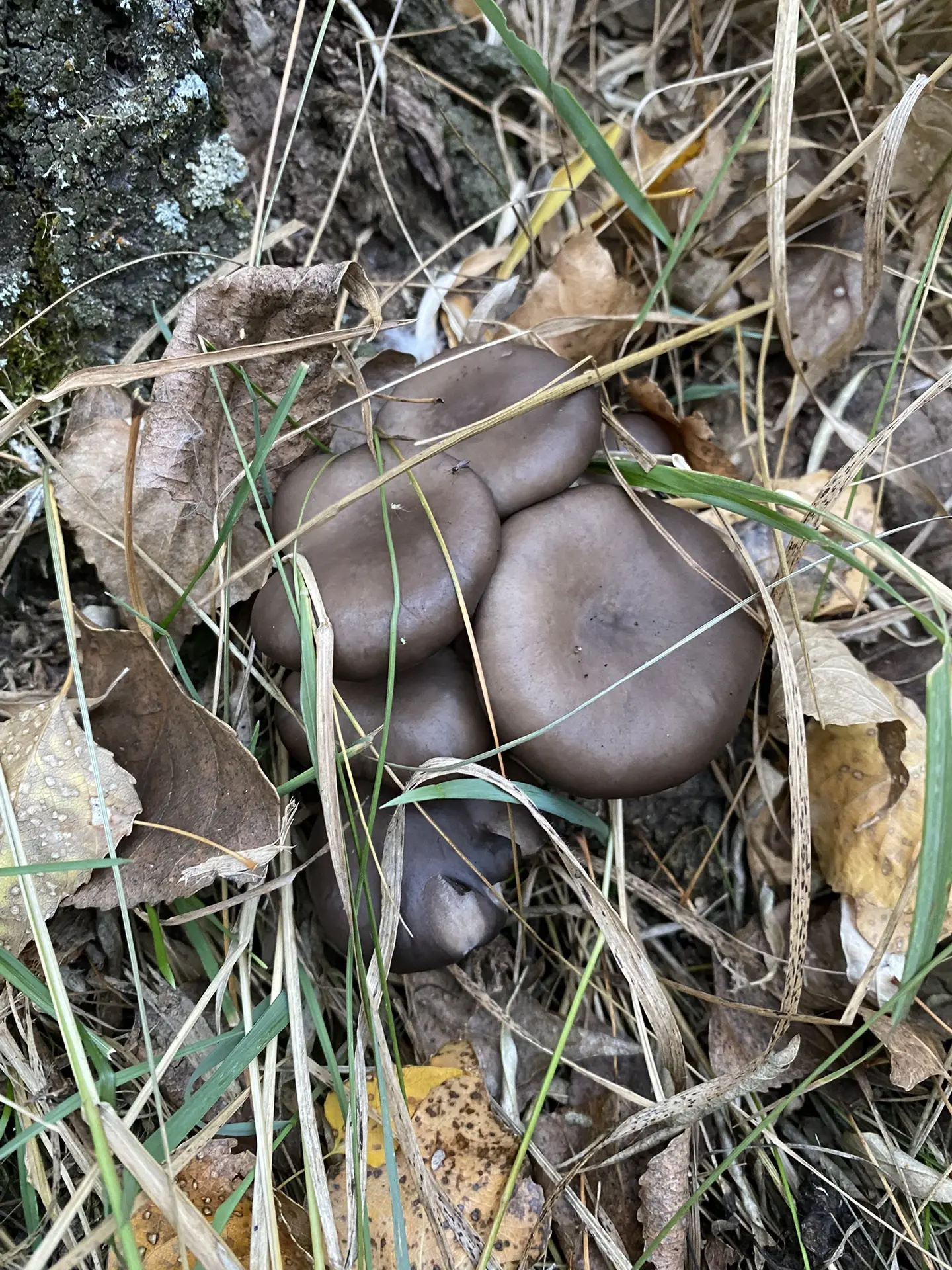 Оренбургская область 🍄‍🟫🍂