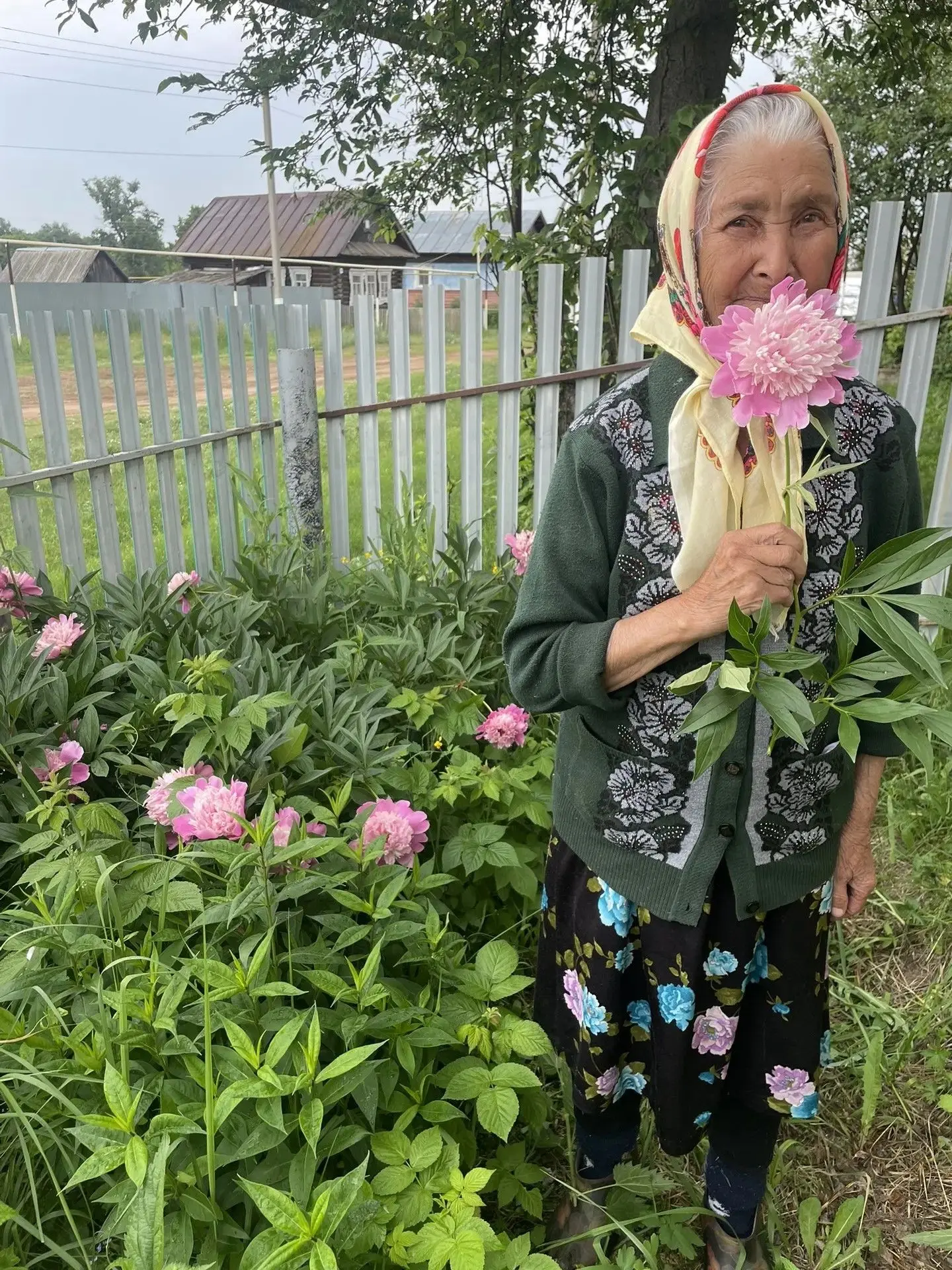 Цветут пионы быстро, скоротечно,
Лишь распустил бутон — пришла пора
Направить лепестки свои навечно
