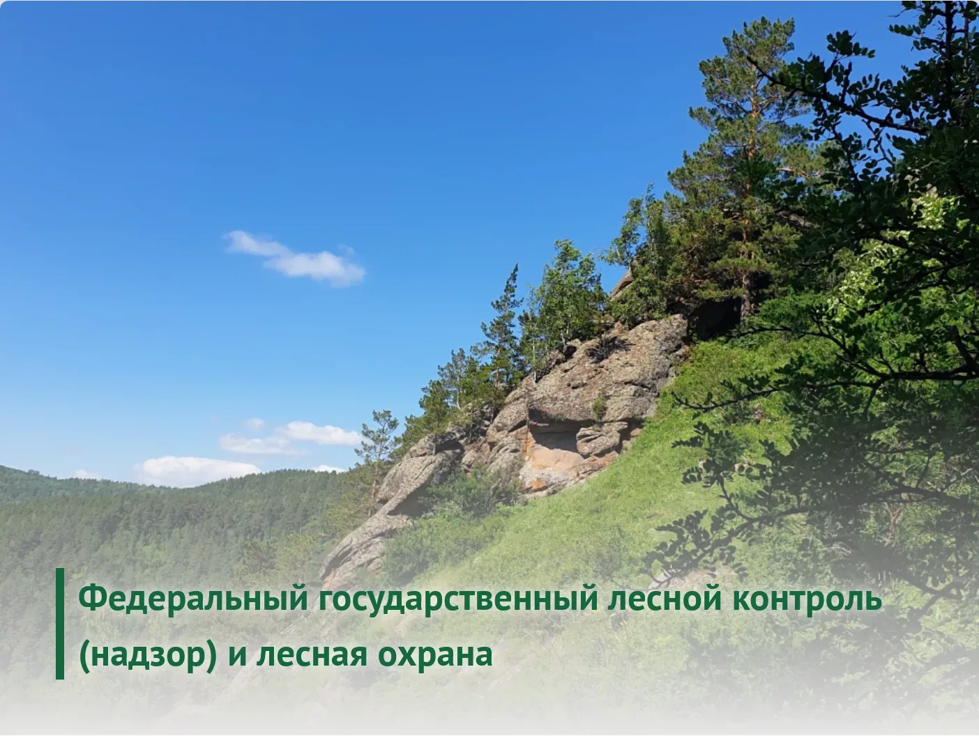 Приглашаем на онлайн-курс повышения квалификации "Федеральный государственный лесной ко...