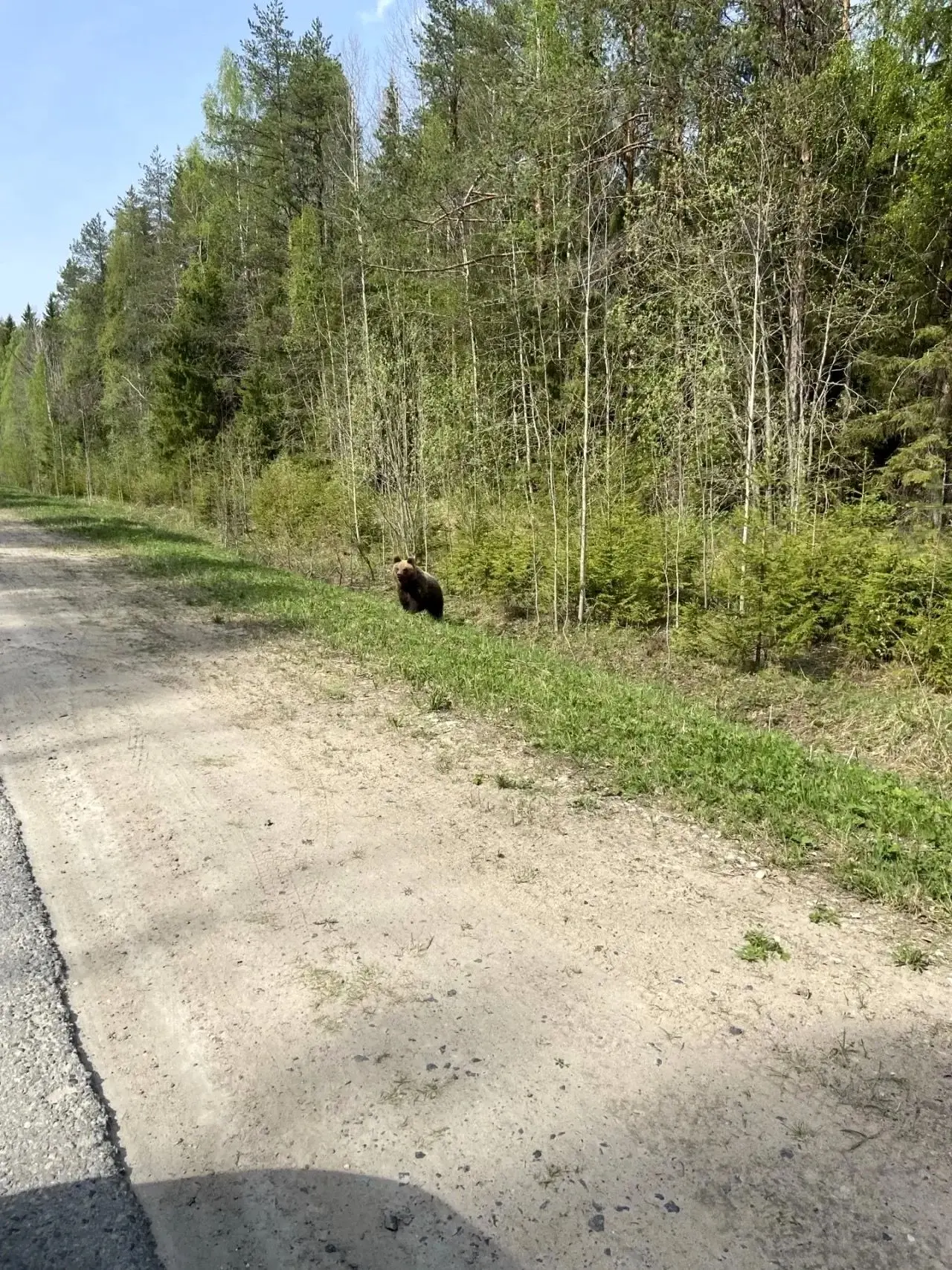 ❗Медведи совсем рядом с Мирным! Будьте осторожны! 🐻