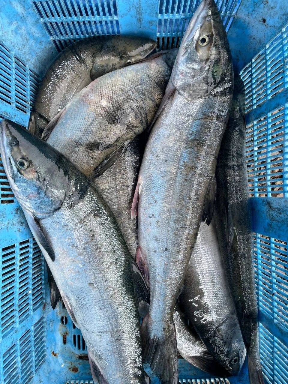 продам кету, серебро 🐟🐟🐟