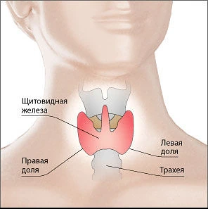 📌Немного о щитовидной железе