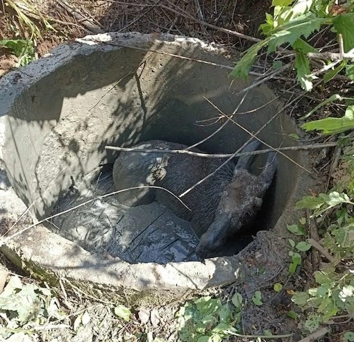 В Галиче спасли лосенка, провалившегося в колодец

Необычная спасательная операция прошла в Костромс