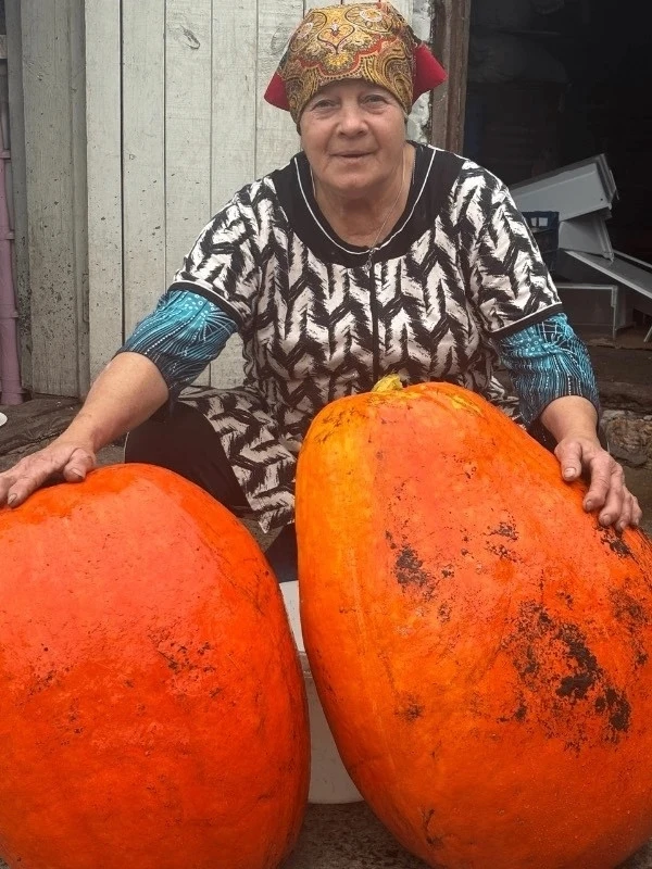 🎃 Жительница Мучкапа вырастила тыквы весом почти 30 кг