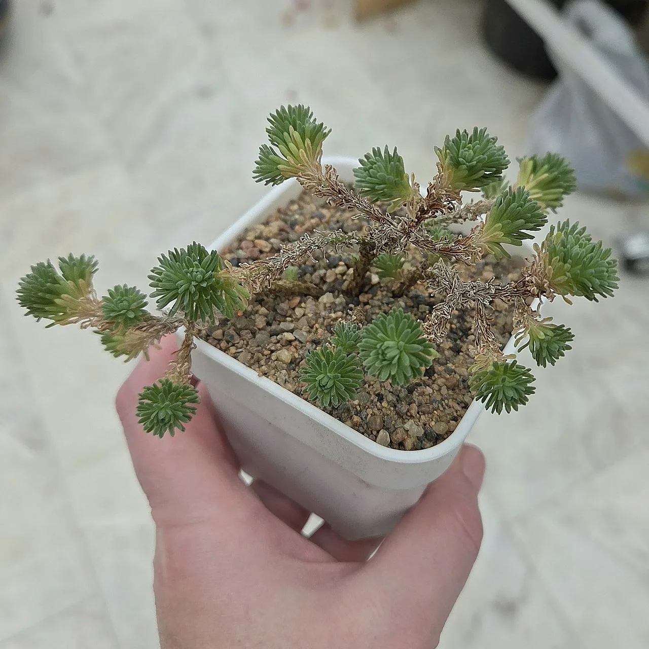 Sedum multiceps.

Кому то может показаться странным, но для меня растение оказалось сложным...😔

На