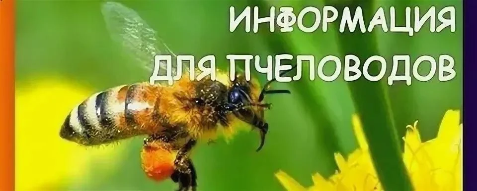 Россельхознадзор информирует о вводе в эксплуатацию подсистемы «Портал пчеловода» ФГИС ...