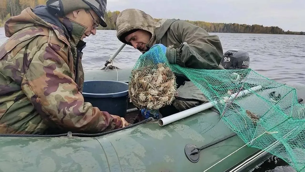 Почти две тонны раков впервые выловили в Вологодской области.