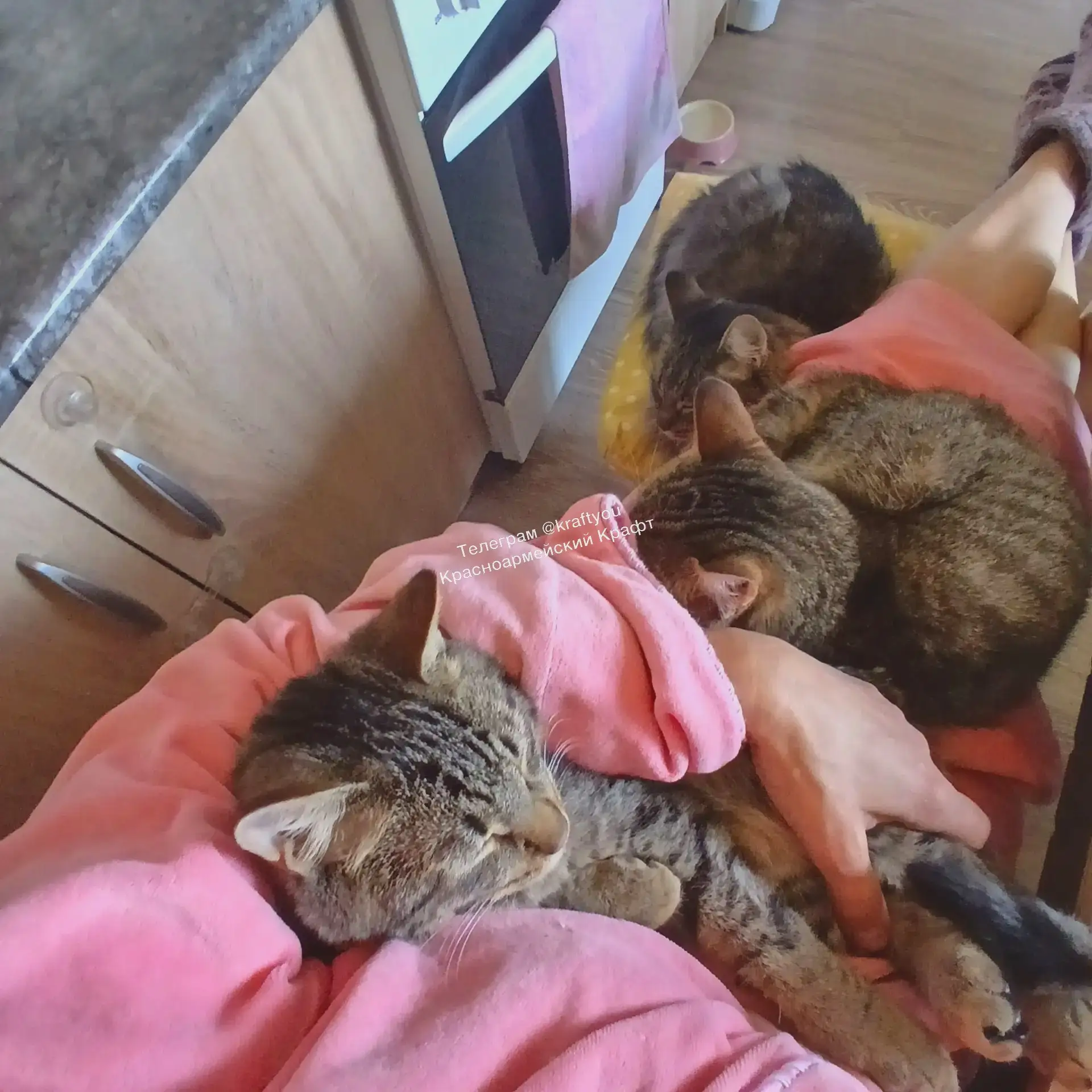 😻 Делитесь вашими животными