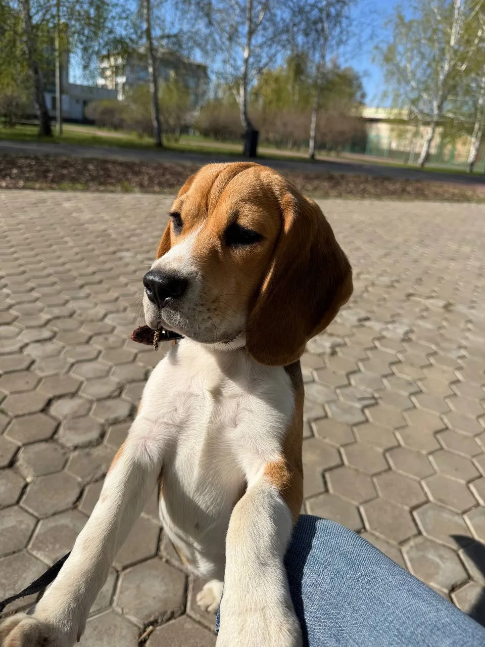 Наши малыши уезжают в свои новые семьи😍😍😍