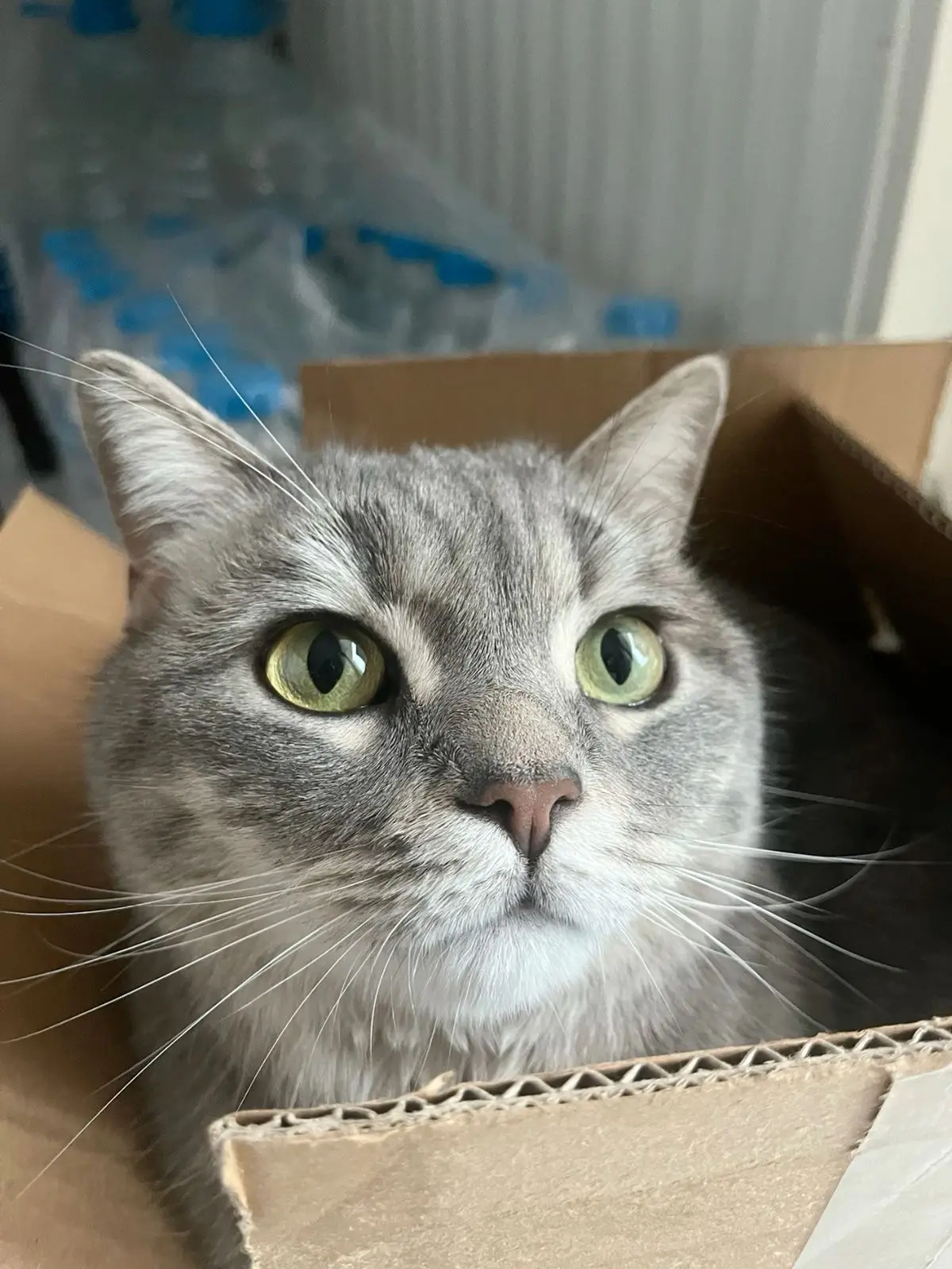 #КотикПодписчика 🥰