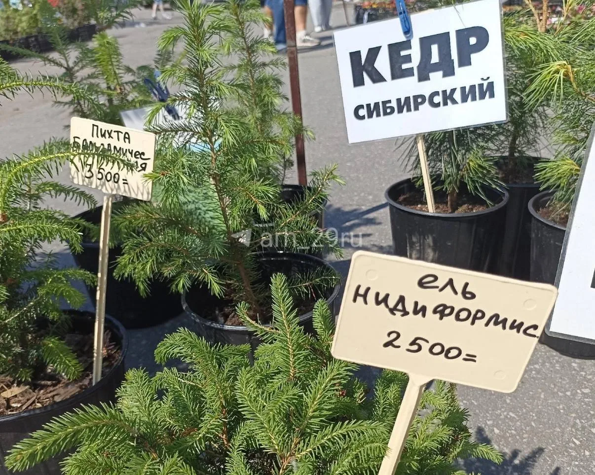 Вам сосну за 12 тысяч рублей или свиной язык за полторы? 🌲