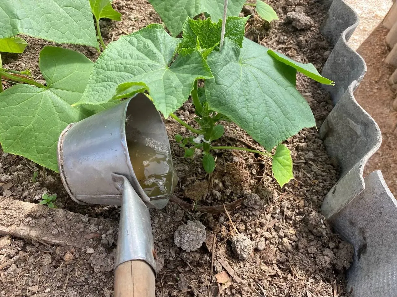 🥒 Хотите собирать огурцы ведрами? Попробуйте хлебно-йодную подкормку!

Этот простой народный рецепт