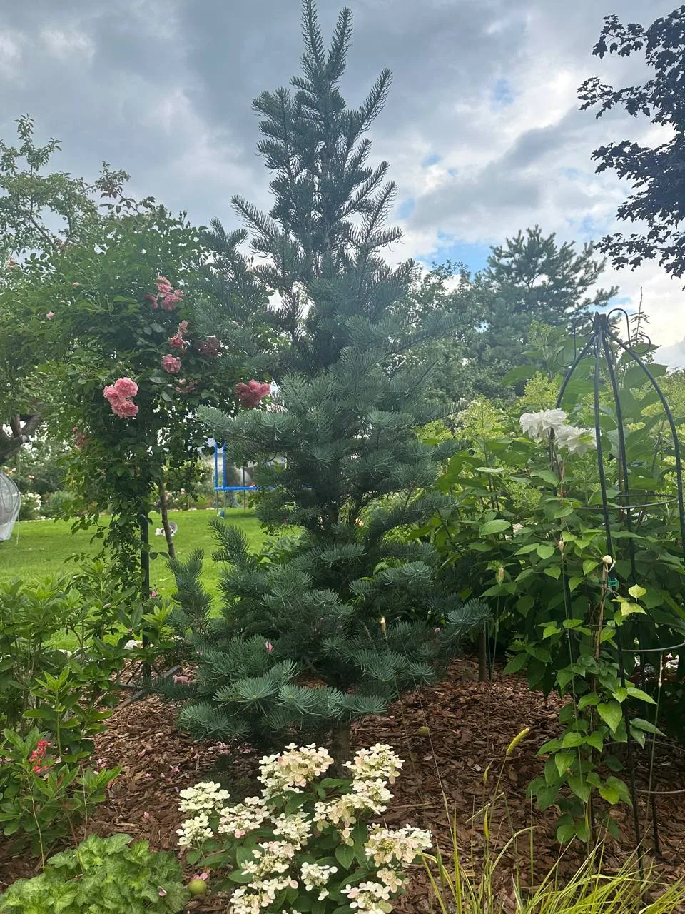 РАСТЕНИЕ ДНЯ

Abies concolor ‘Fastigiata’
Пихта одноцветная

Московская область, Подольский район
Во