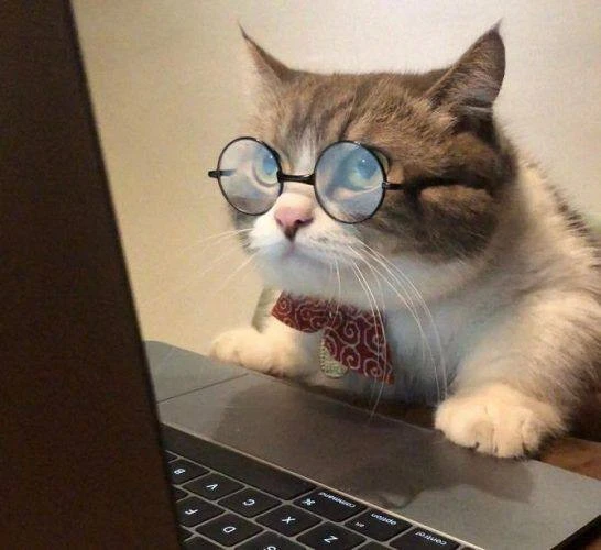 🐈 Россияне могут брать питомцев на работу, — юристы.