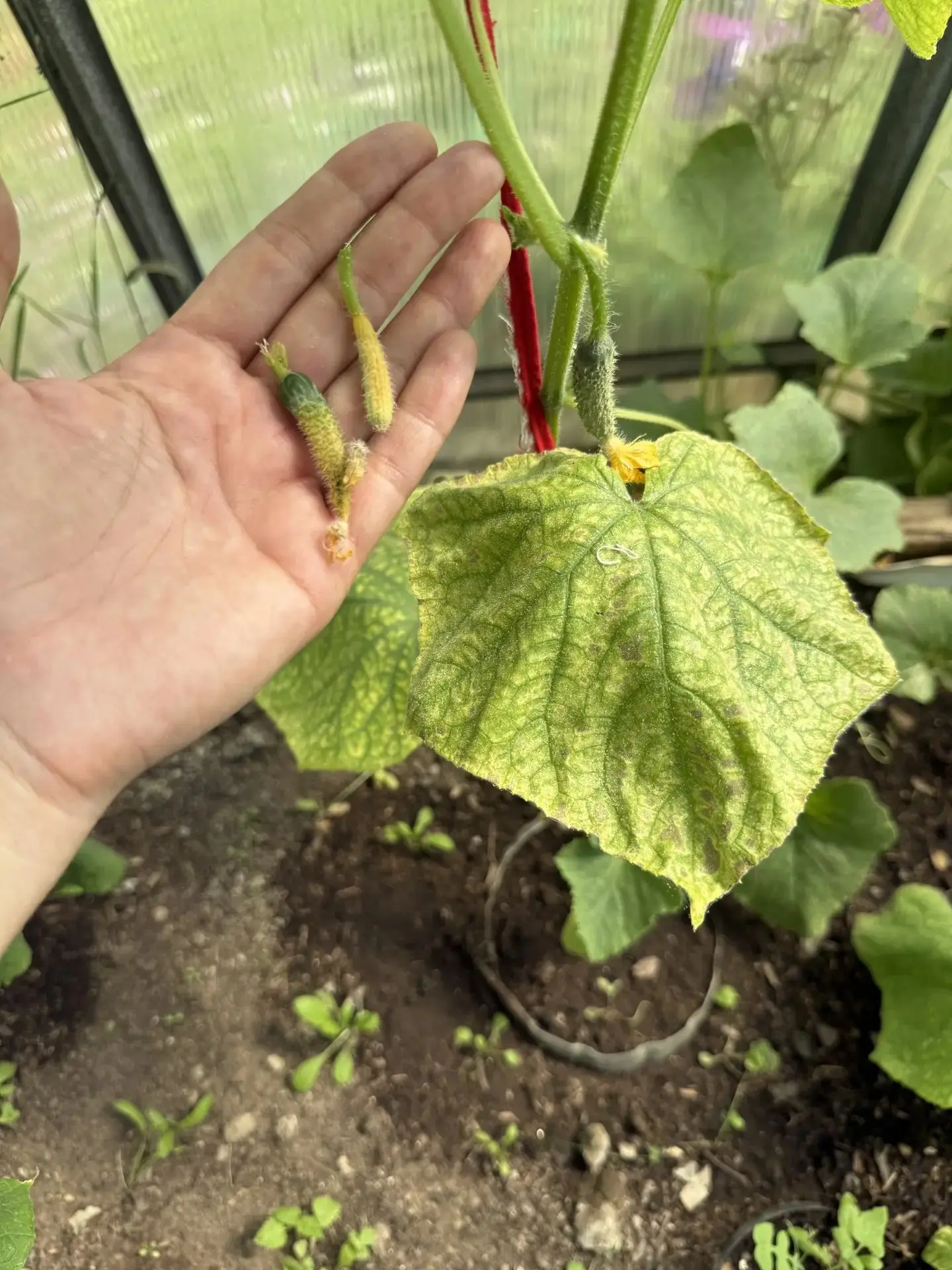 🥒 Если у огурцов желтеют нижние листья и завязи — это сигнал, что растению нужна помощь.

Чаще всег
