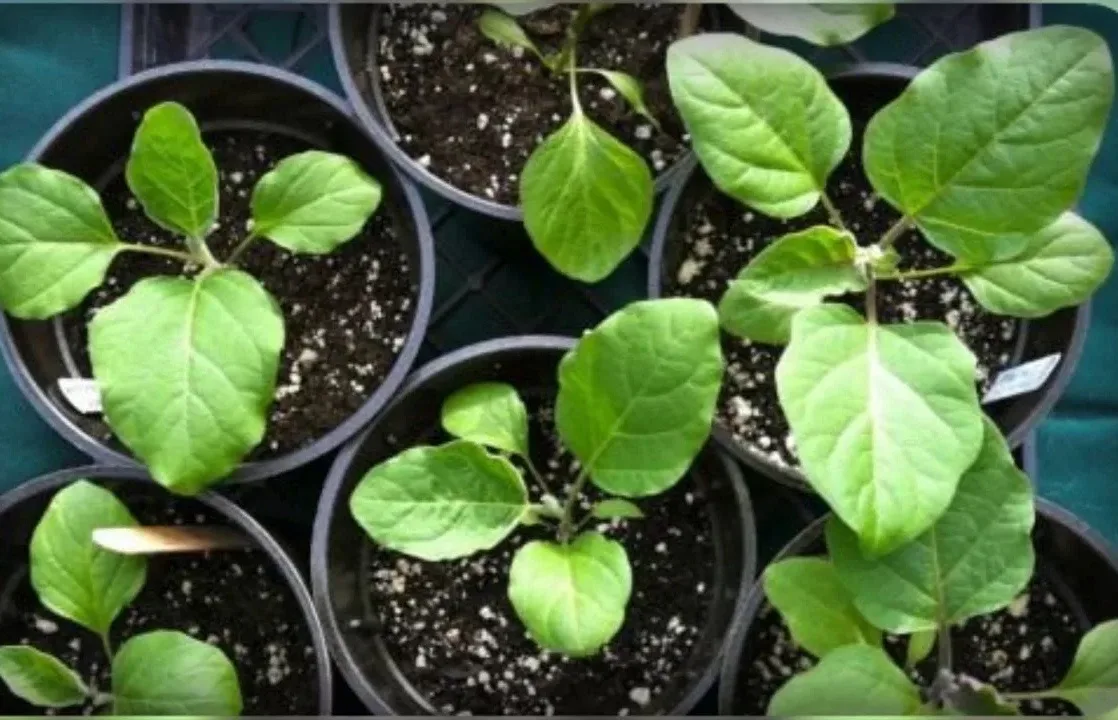 🍆 КАК ПРАВИЛЬНО СЕЯТЬ БАКЛАЖАНЫ: ПОШАГОВАЯ ИНСТРУКЦИЯ  Баклажаны — капризные «южане». Если хотите кр