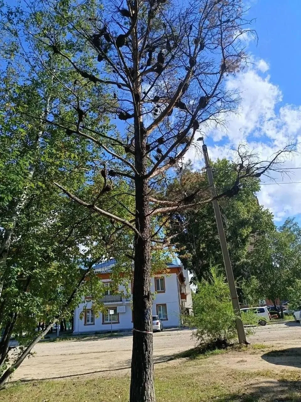 🌳 Озеленение обновят в центре Свободного