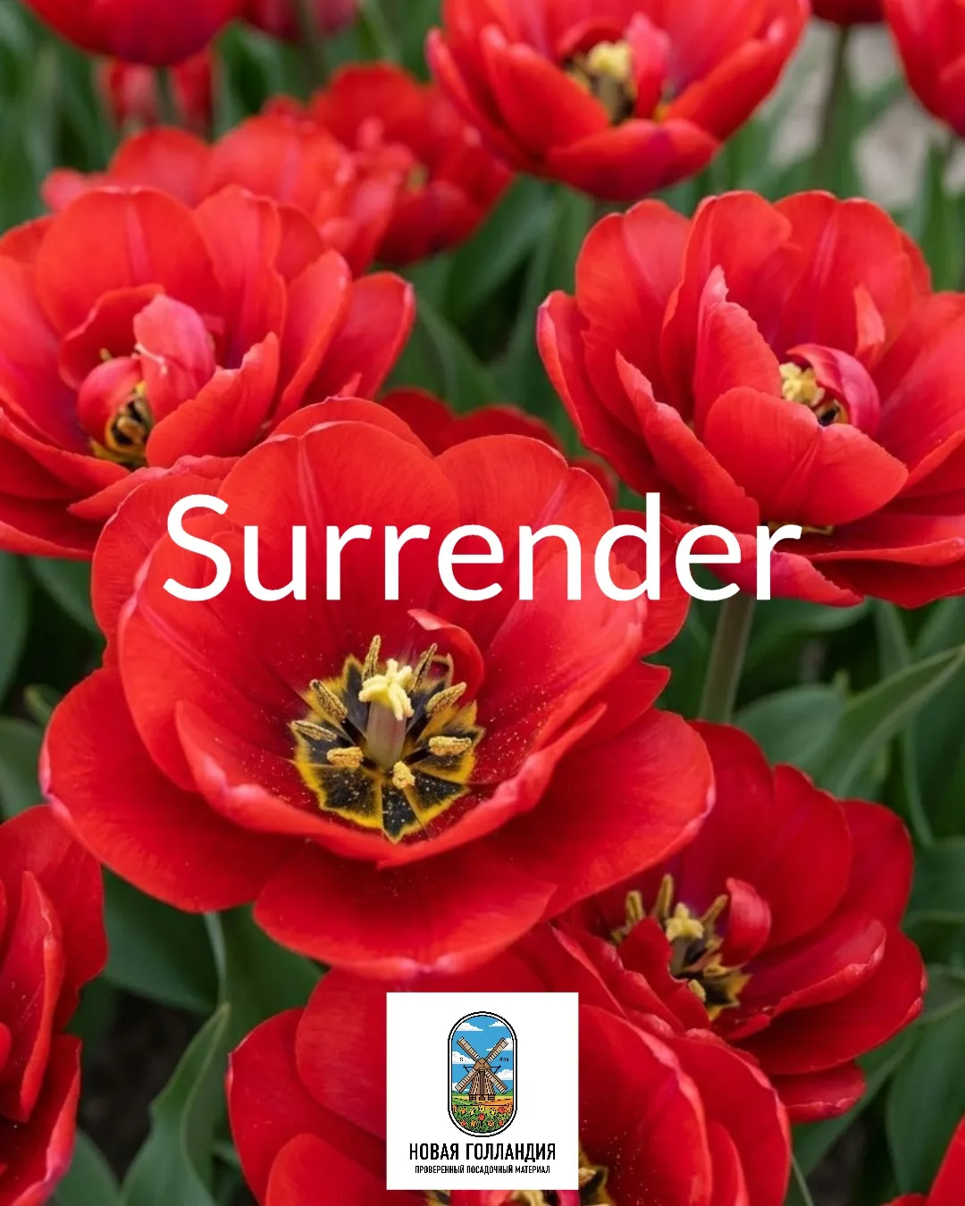 Подборка: Топовые сорта тюльпанов для вашей идеальной выгонки! 🚀

🌷Surrender: Яркий харизматичный 