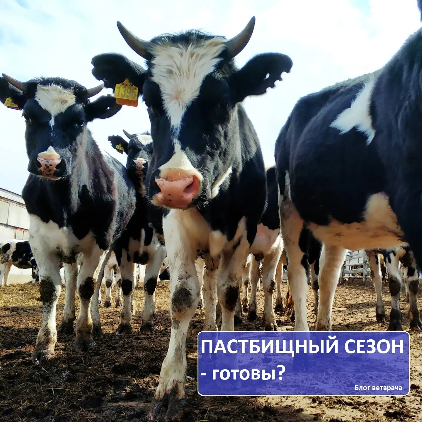 🌷🦟ПАСТБИЩНЫЙ СЕЗОН - готовы?🍃