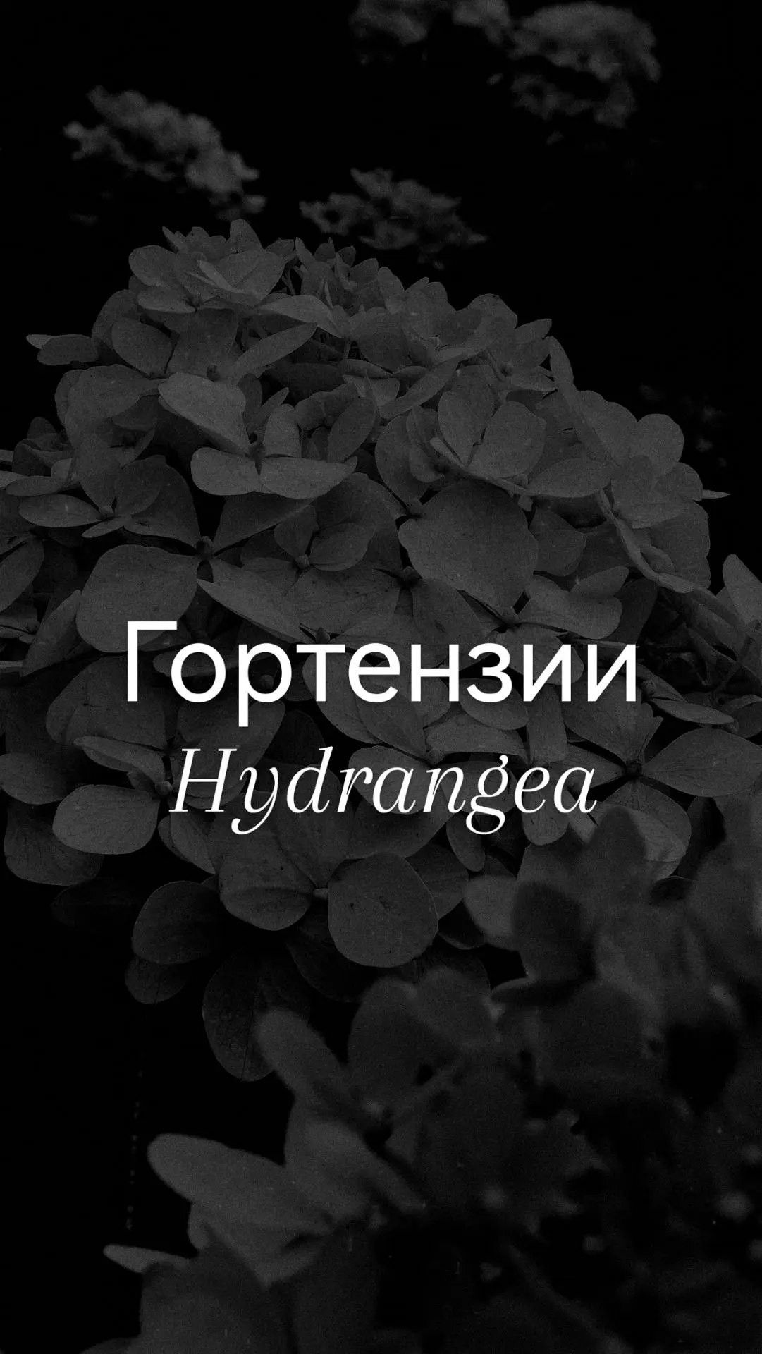 Монохромное цветение наших гортензий для Вашего эстетического удовольствия. 🫰