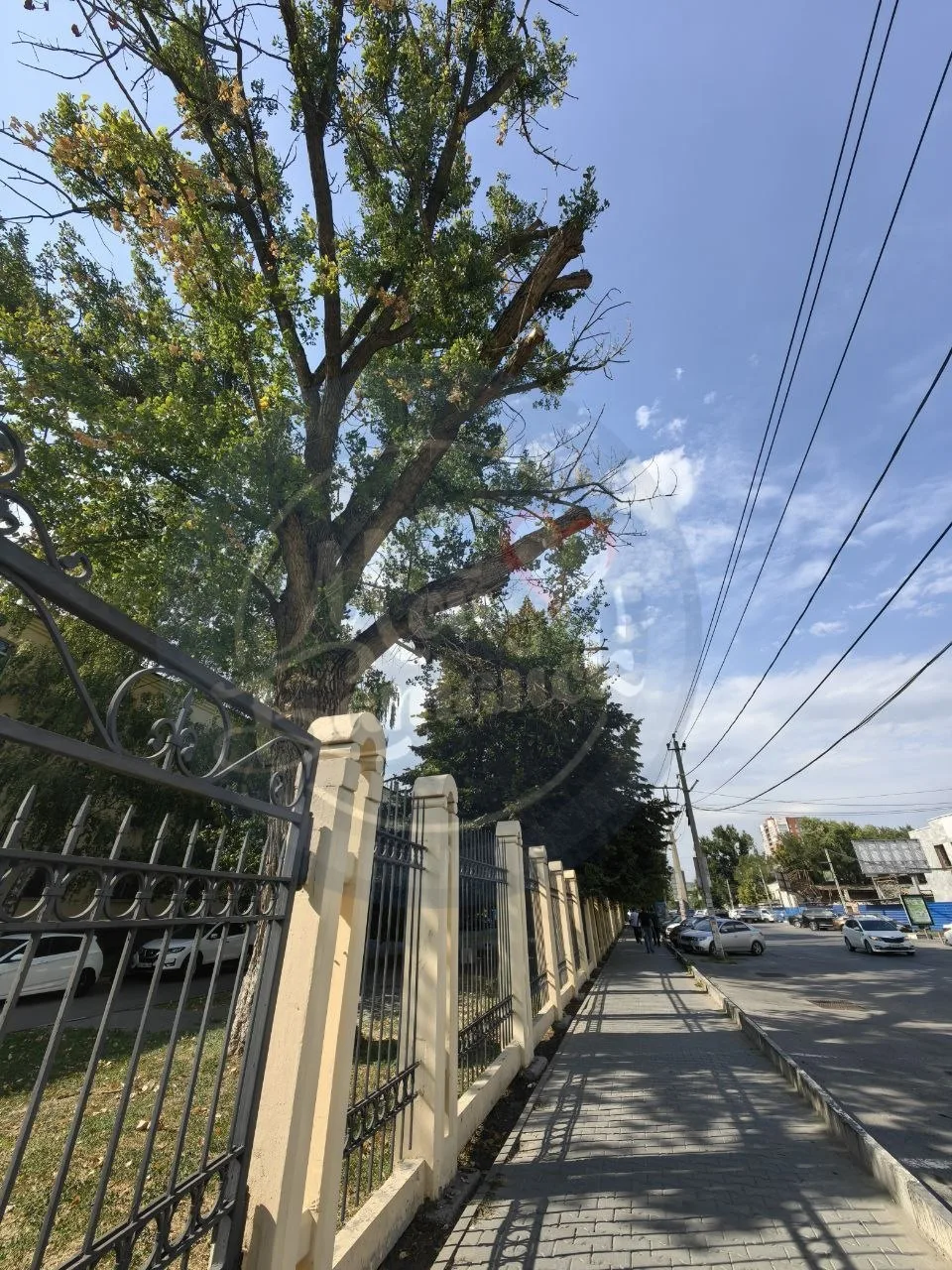 🌳 Почему в городе спиливают здоровые деревья?