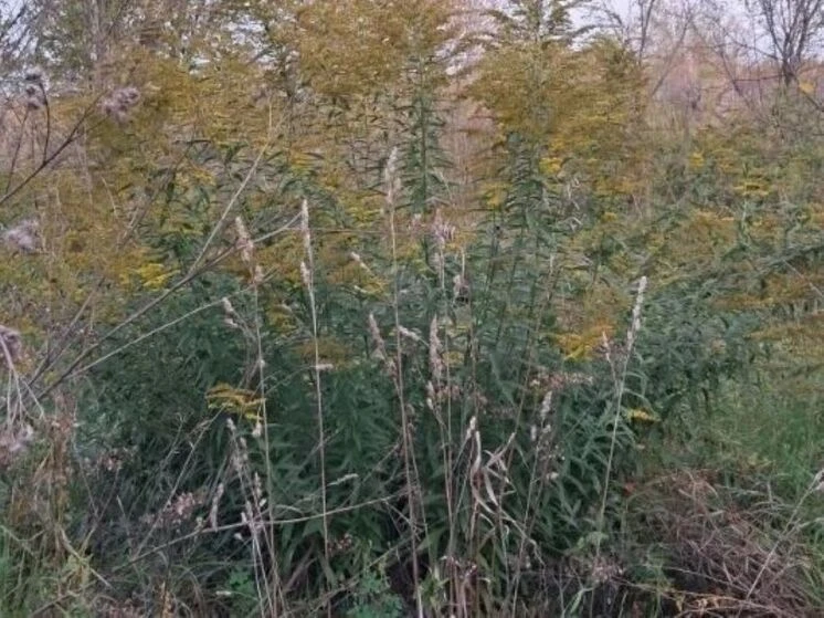 🌿 В Алтайском крае выявили очаги инвазивных растений