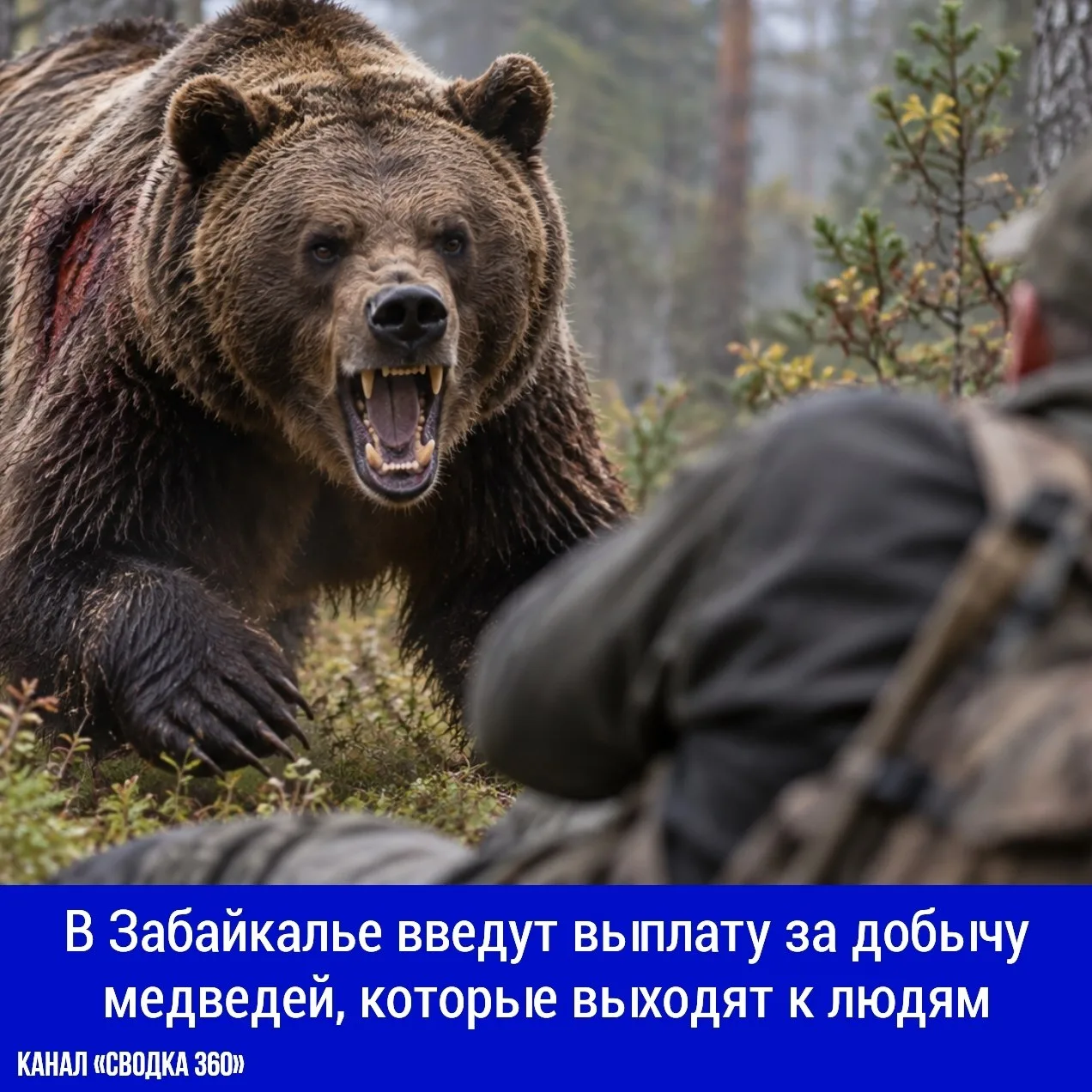 Власти Забайкальского края установили выплату в размере 15 тысяч рублей за добычу медве...
