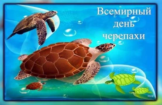 ✨"День морских черепах." 🐢✨