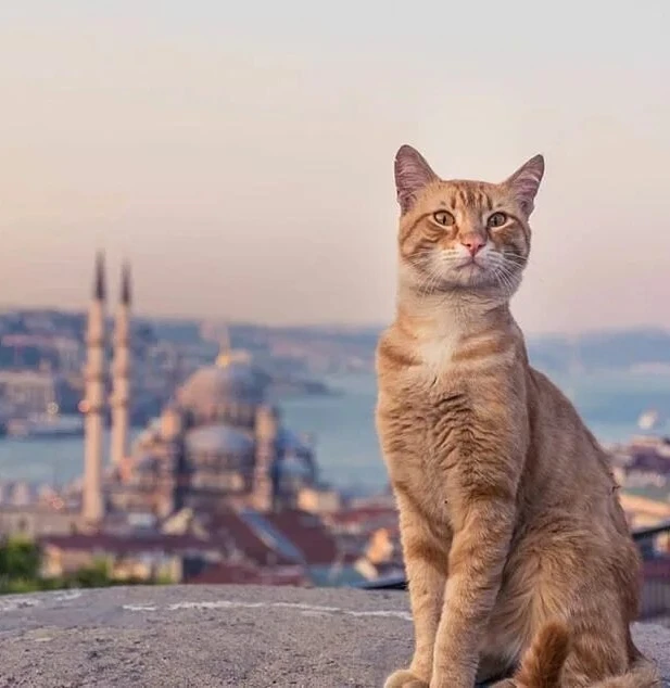 ТУРЦИЯ 🇹🇷

✈ 24.06 на 9 ночей 

От 130 000₽ за двоих 🔥
с учетом сборов ❗️

🏨 Miarosa Konakli Gar