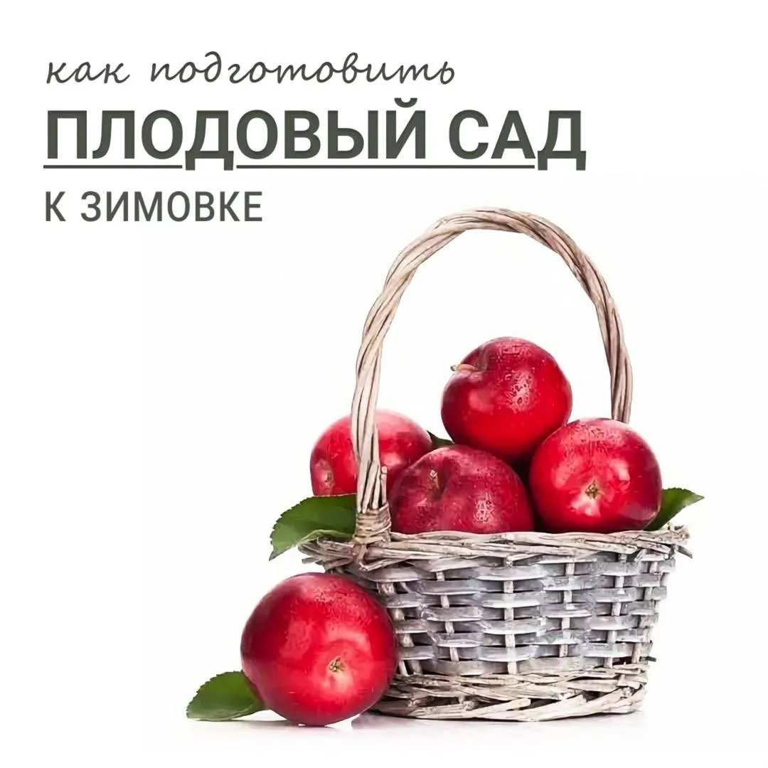 Подготовка сада к холодному сезону начинается сразу после сбора урожая и включает много...