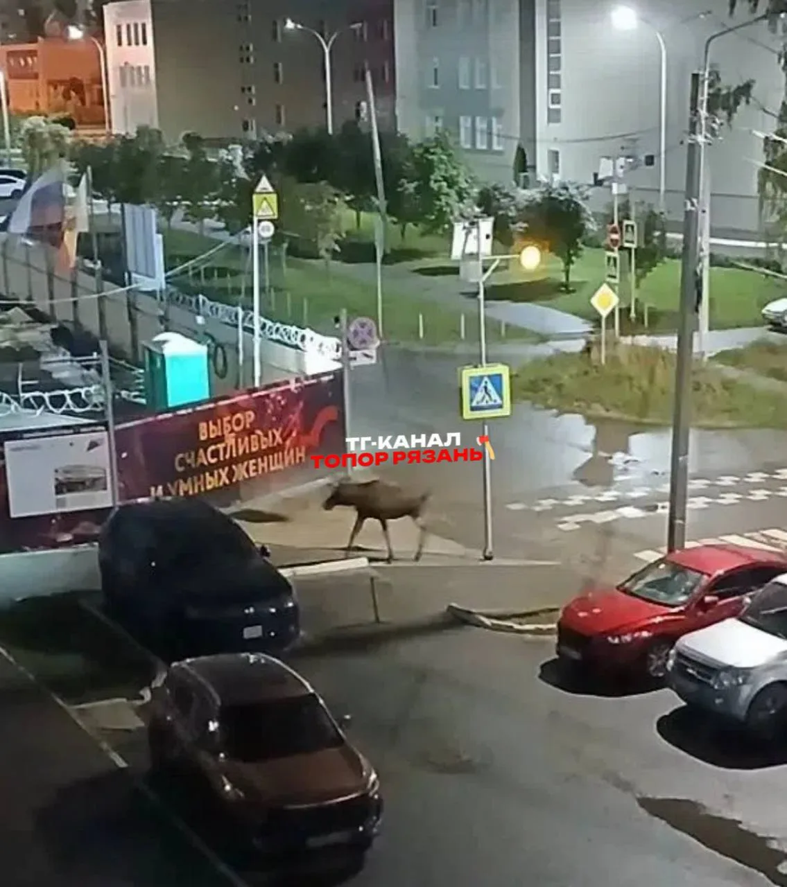В Рязани лось забрел в жилой квартал микрорайона Дашково-Песочня. Животное заметили ноч...