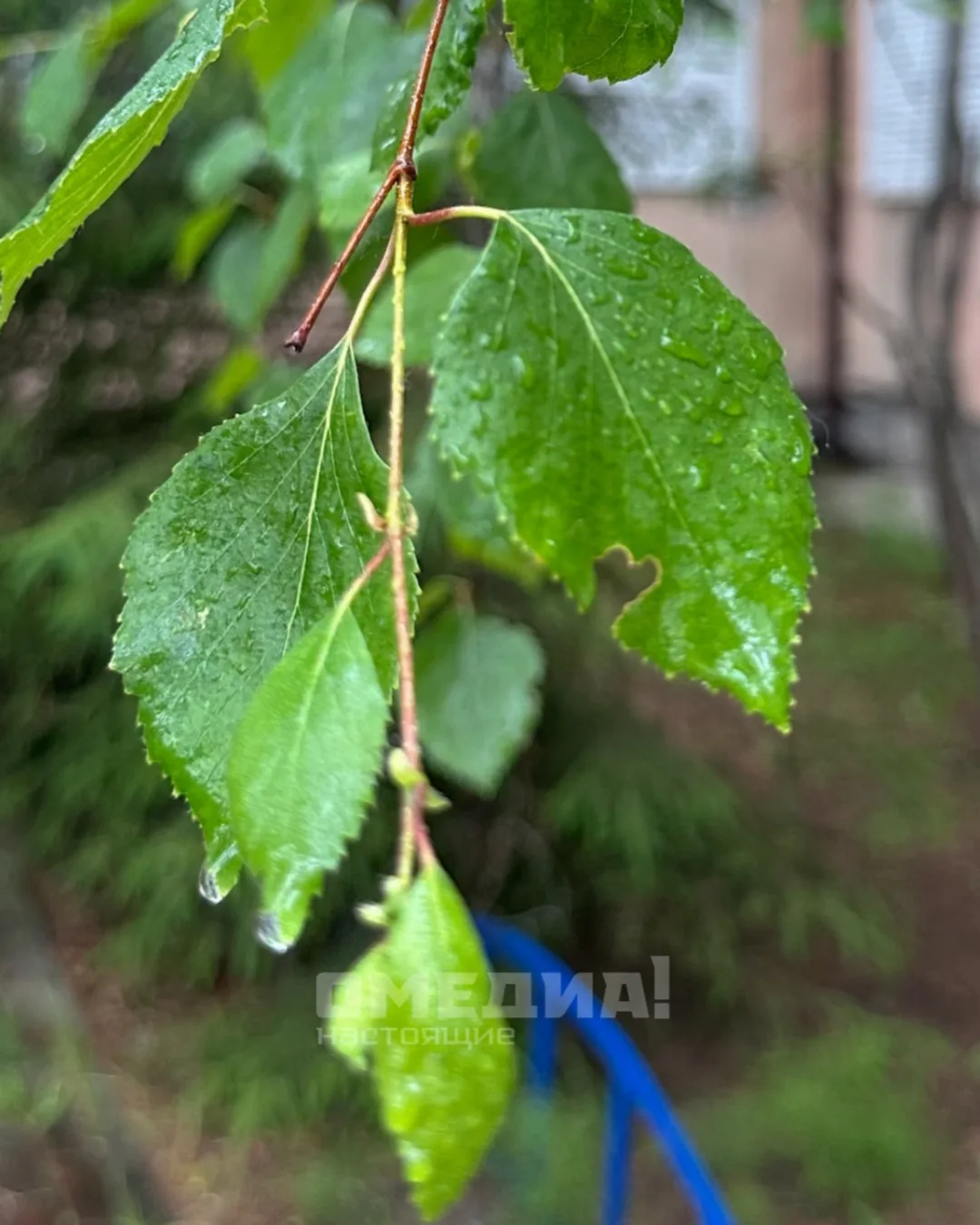 Немного свежести 🌧️ 

Рады дождю после затяжной жары?

👍🏻 - даааа
👎🏻 - верните солнце