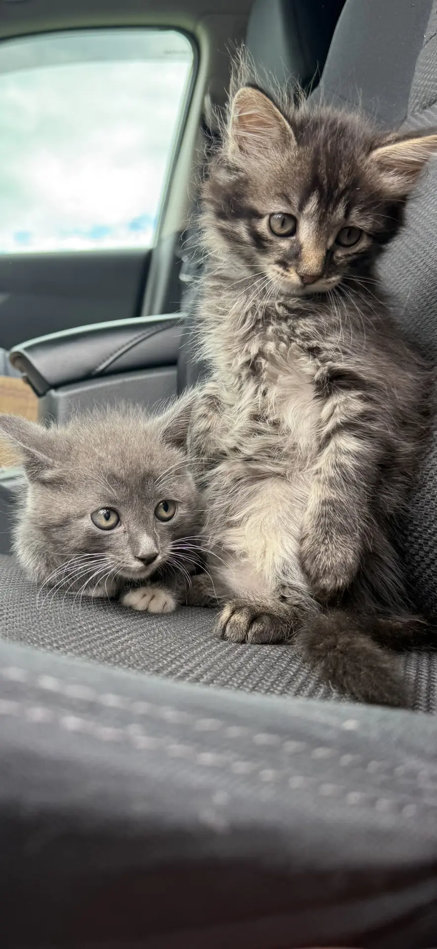 Ищем дом милым котятам! Два мальчика. Возраст 2,5 мес. Доставка 89244734476