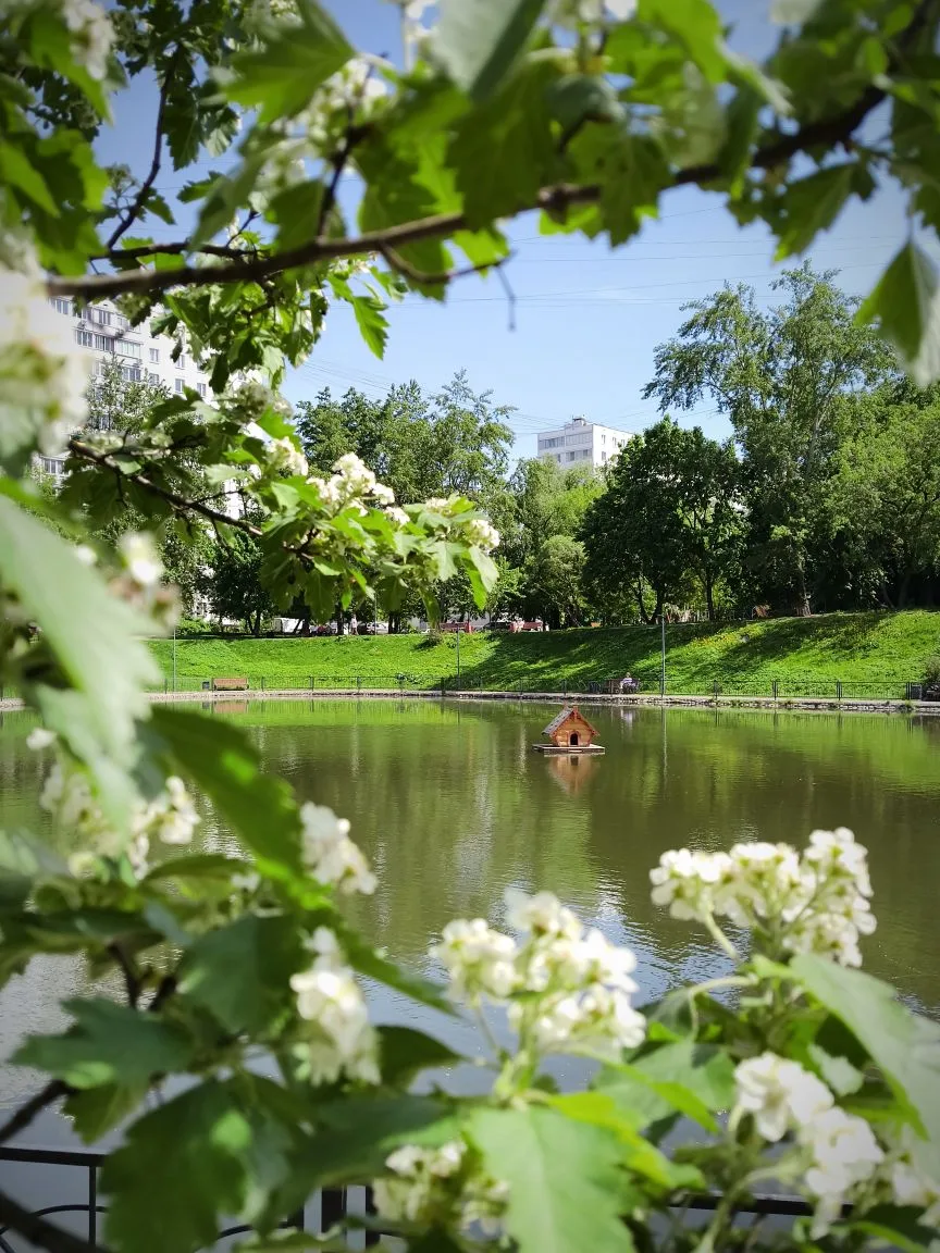 Дегунинский пруд 🌿