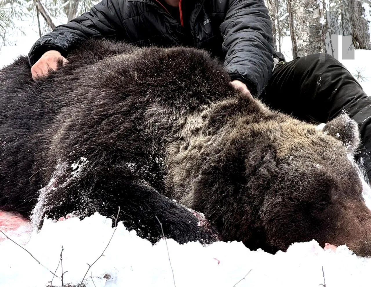 🐻 Медвежья угроза: в Югре с начала года отстрелили свыше 80 хищников