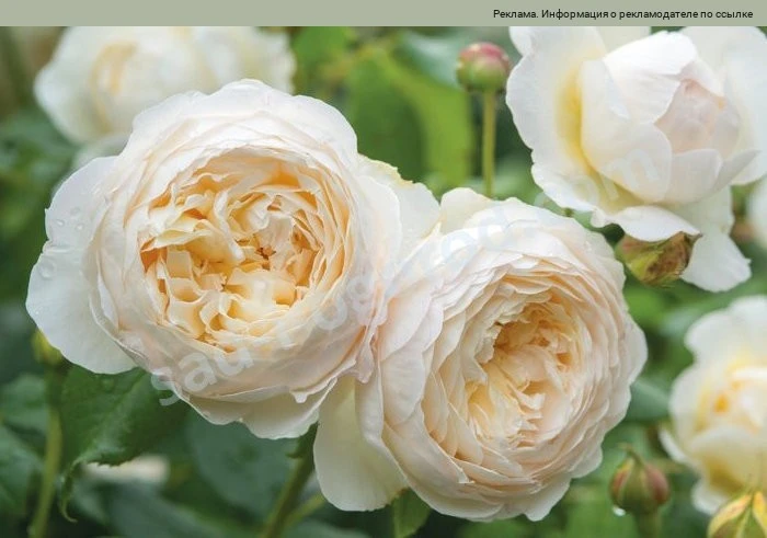 Хотите украсить сад роскошными розами? 🌹