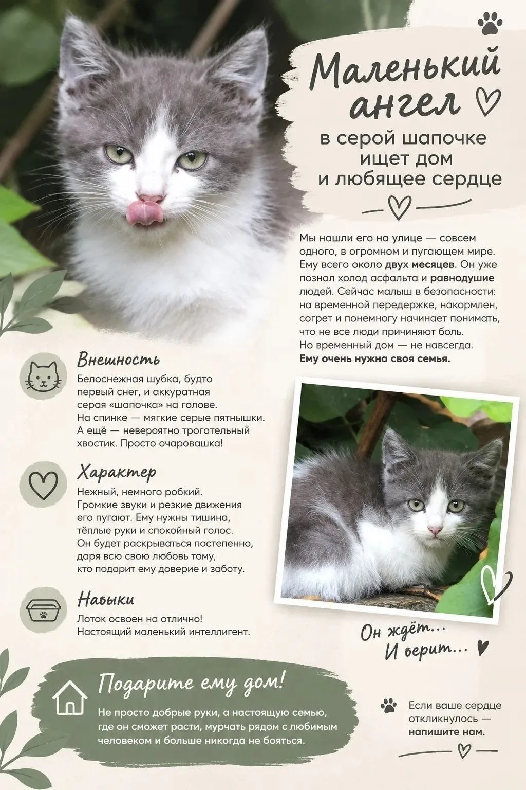 🐾 МАЛЕНЬКИЙ АНГЕЛ В СЕРОЙ ШАПОЧКЕ ИЩЕТ ДОМ 🏡