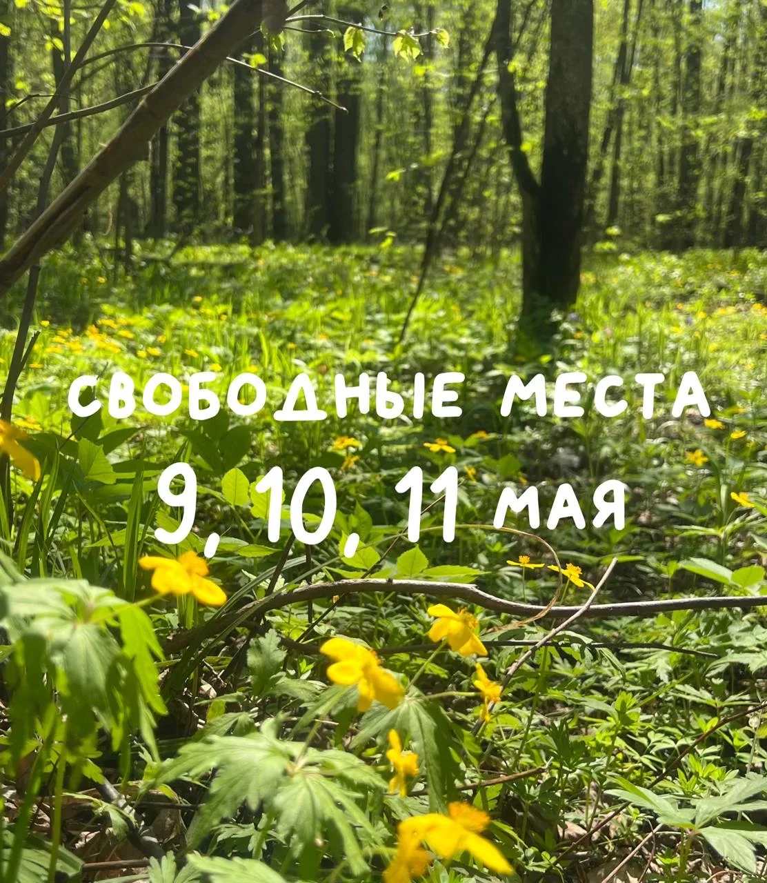 Предполагаем, что эти выходные последние, когда вы сможете  увидеть столько первоцветов 😍
