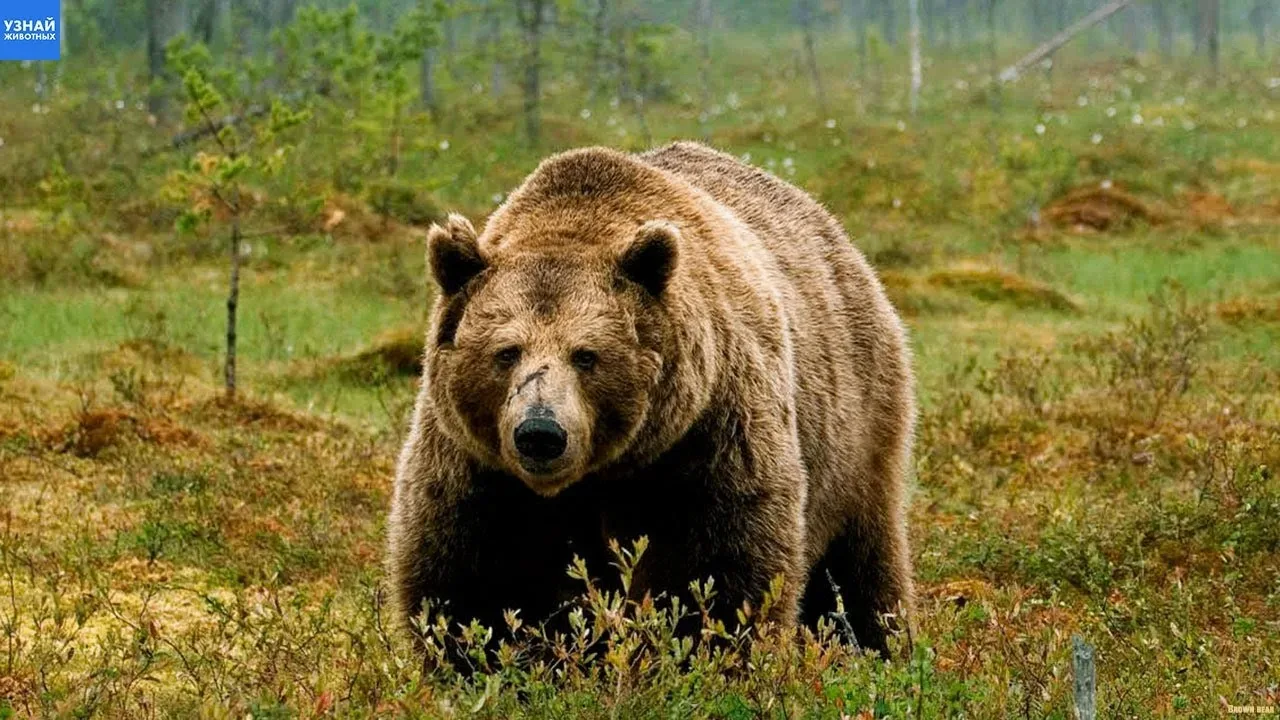 🐻 Учёный пояснил, могут ли быть медведи-людоеды в Тверской области
