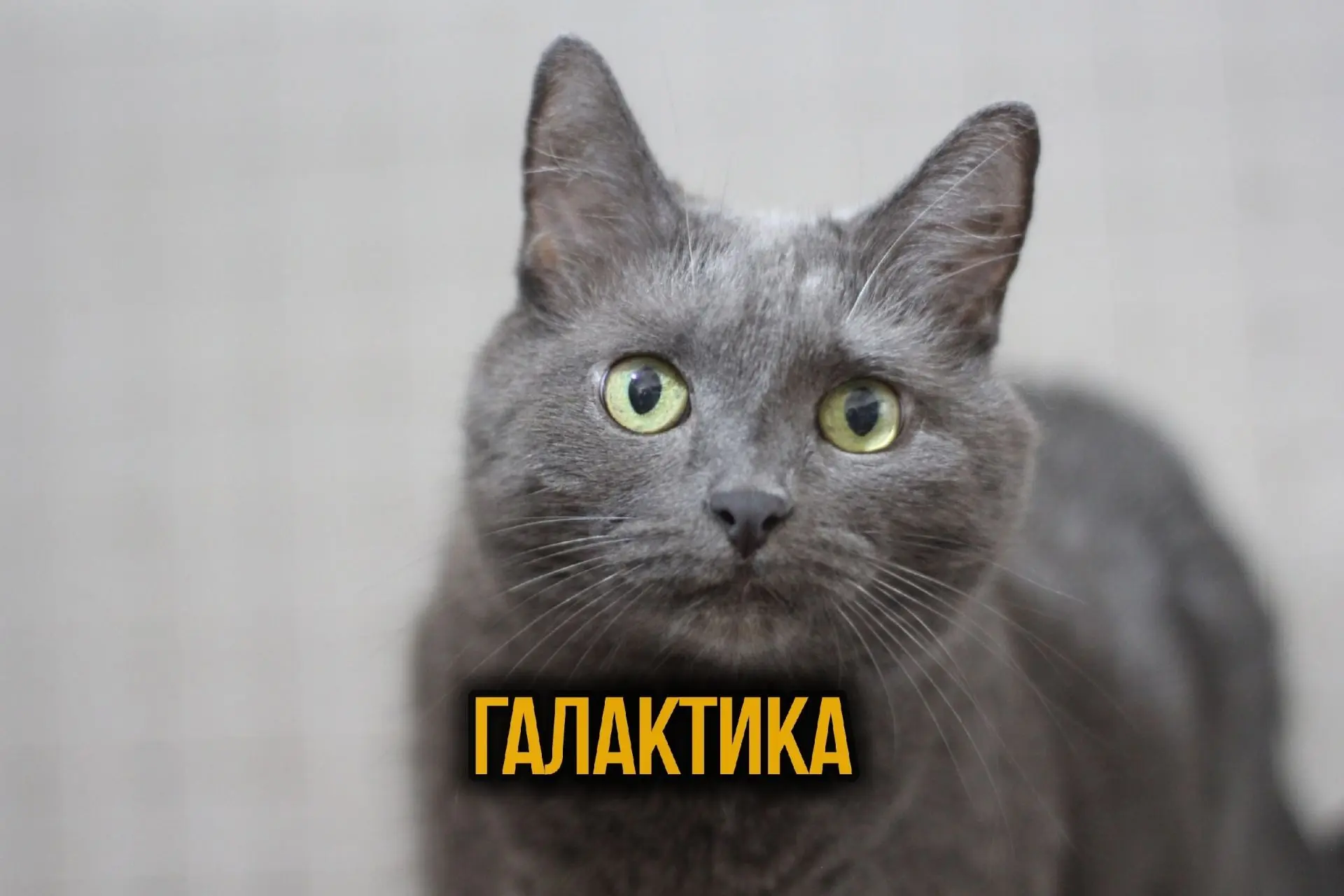 Галактика💛