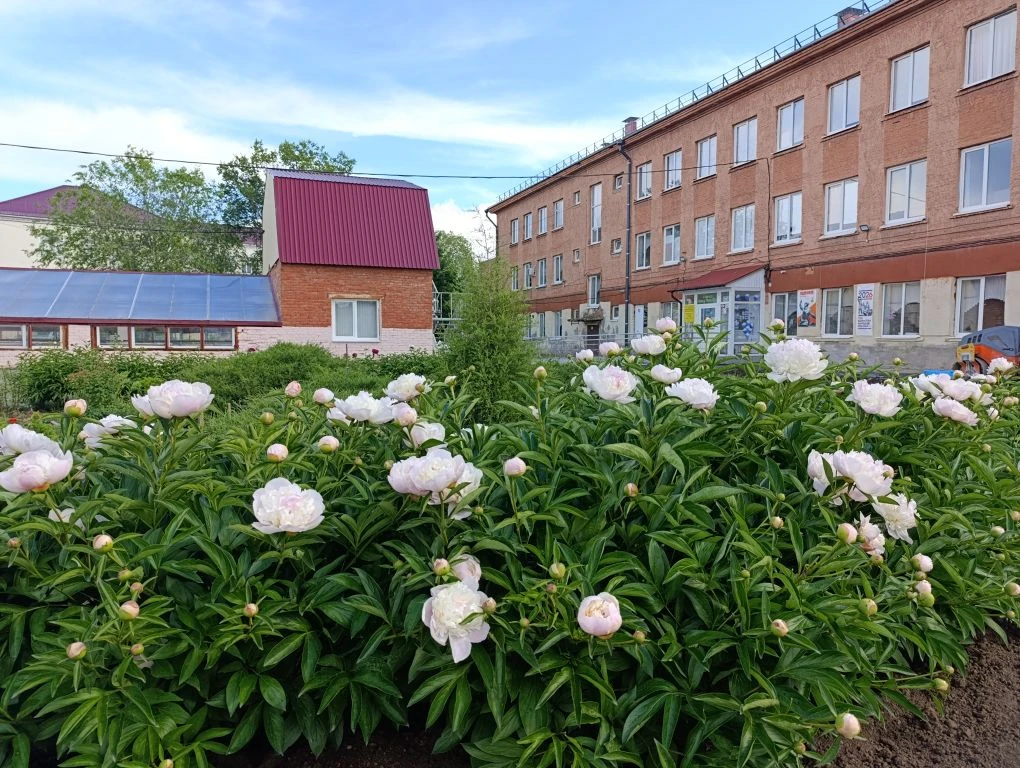 🌺На школьной клумбе расцвели пионы!

Пышные, яркие, ароматные - они сделали двор ещё прекраснее.

С