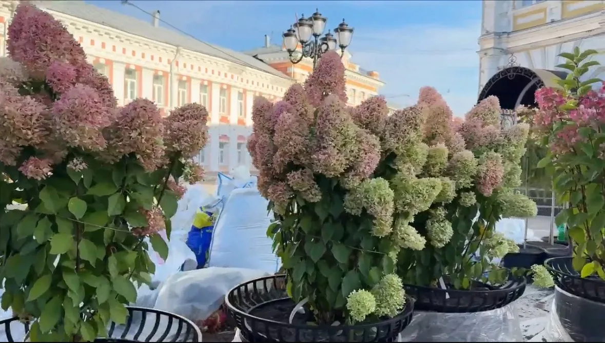 На пешеходных улицах Ярославля начали устанавливать кадки с деревьями