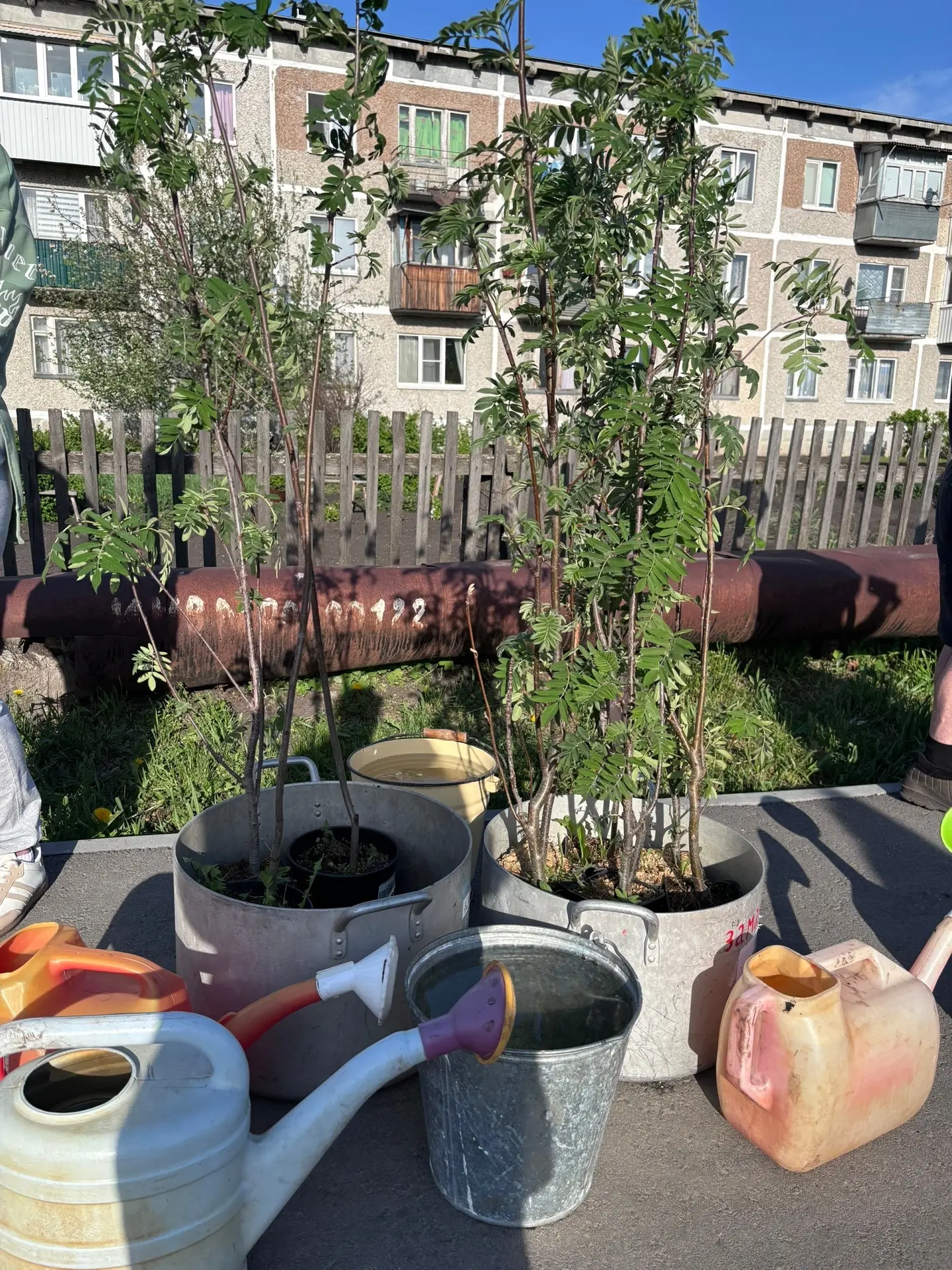 ☀️Третий год подряд в Гарашкинском День семьи встречают зелёной традицией. В этот раз вдоль тротуара