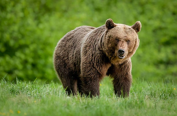 🐻 Медведь насмерть загрыз двух мужчин в Томской области – один искал пропавшую корову,...