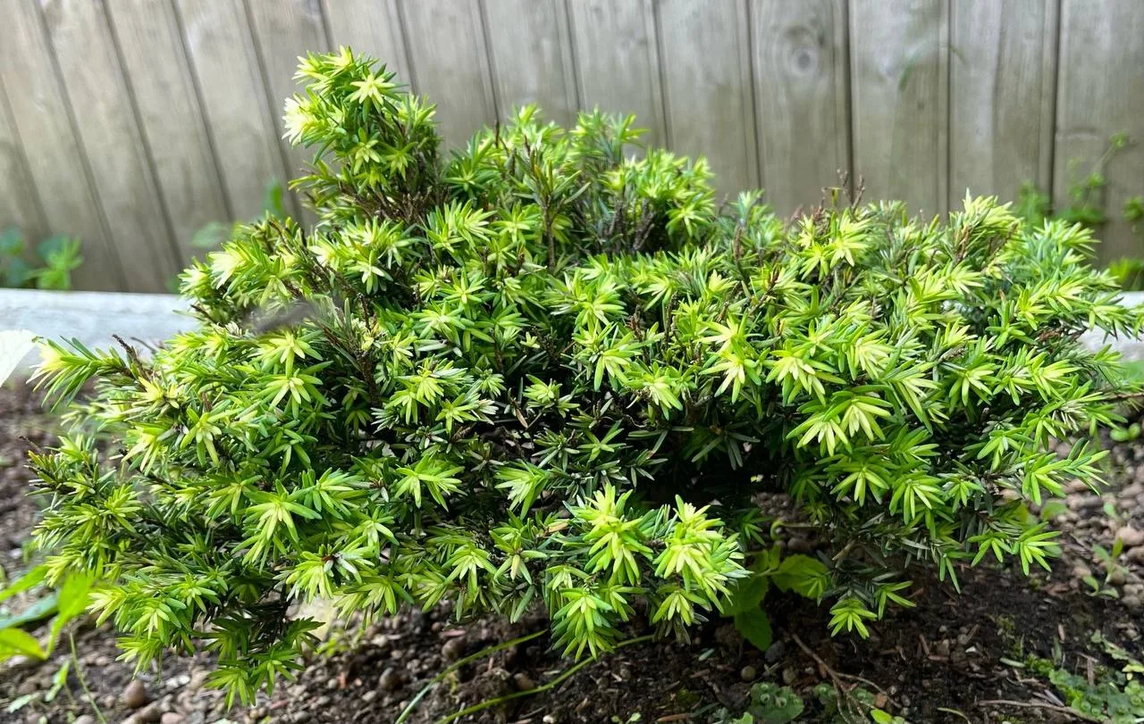 РАСТЕНИЕ ДНЯ

Tsuga canadensis ‘Betty Rose’
Тсуга канадская

МО, Сергиево-Посадский район
Возраст: 8