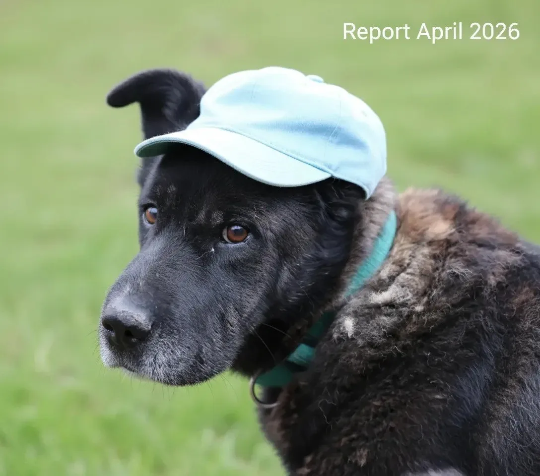 🐾 Финансовый отчёт за апрель 2026 г.