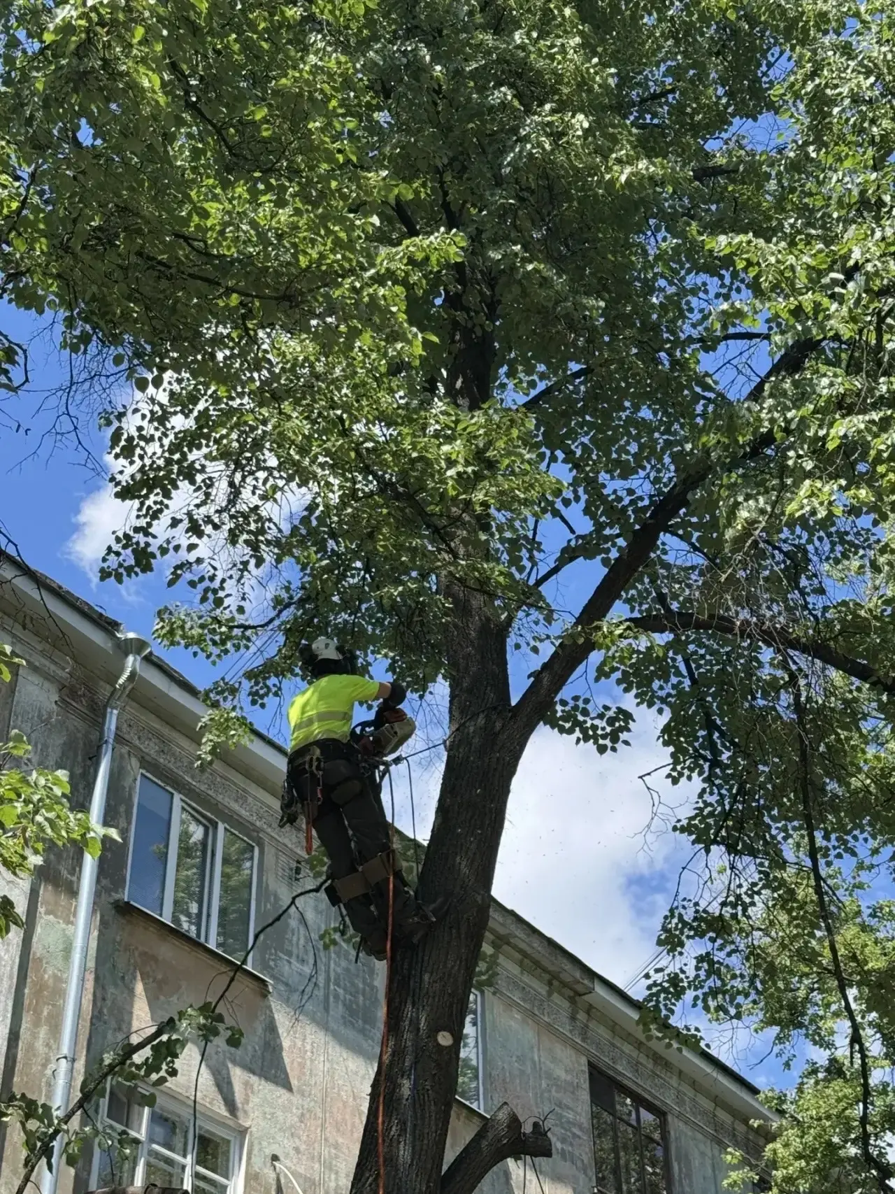 🌳 Проводим работы по кронированию и обрезке деревьев.

Сохранение природы — важная задача, однако в