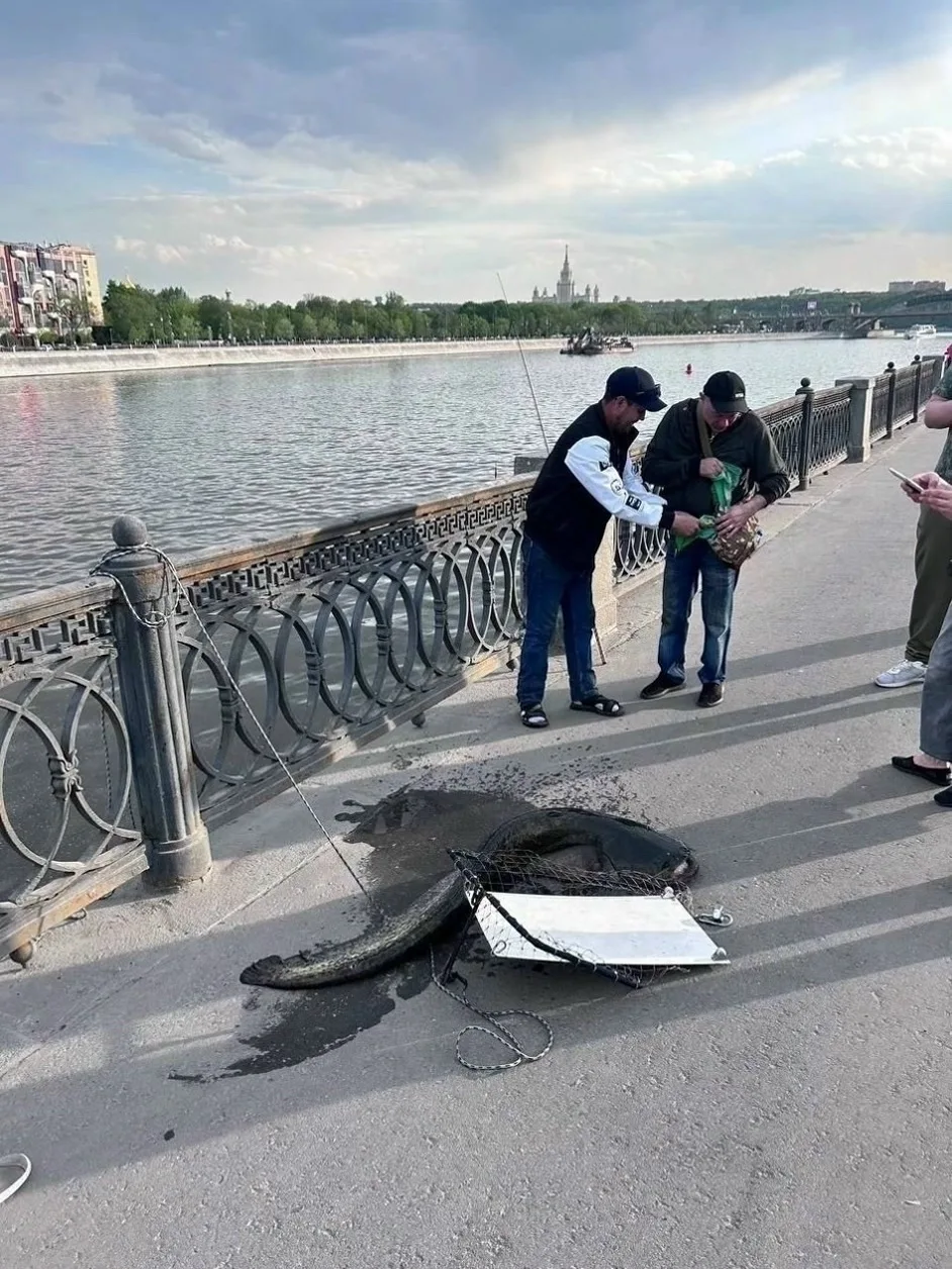 У Москва‑реки развернулось настоящее зрелище! Прохожий стал свидетелем, как группа рыбаков в течение