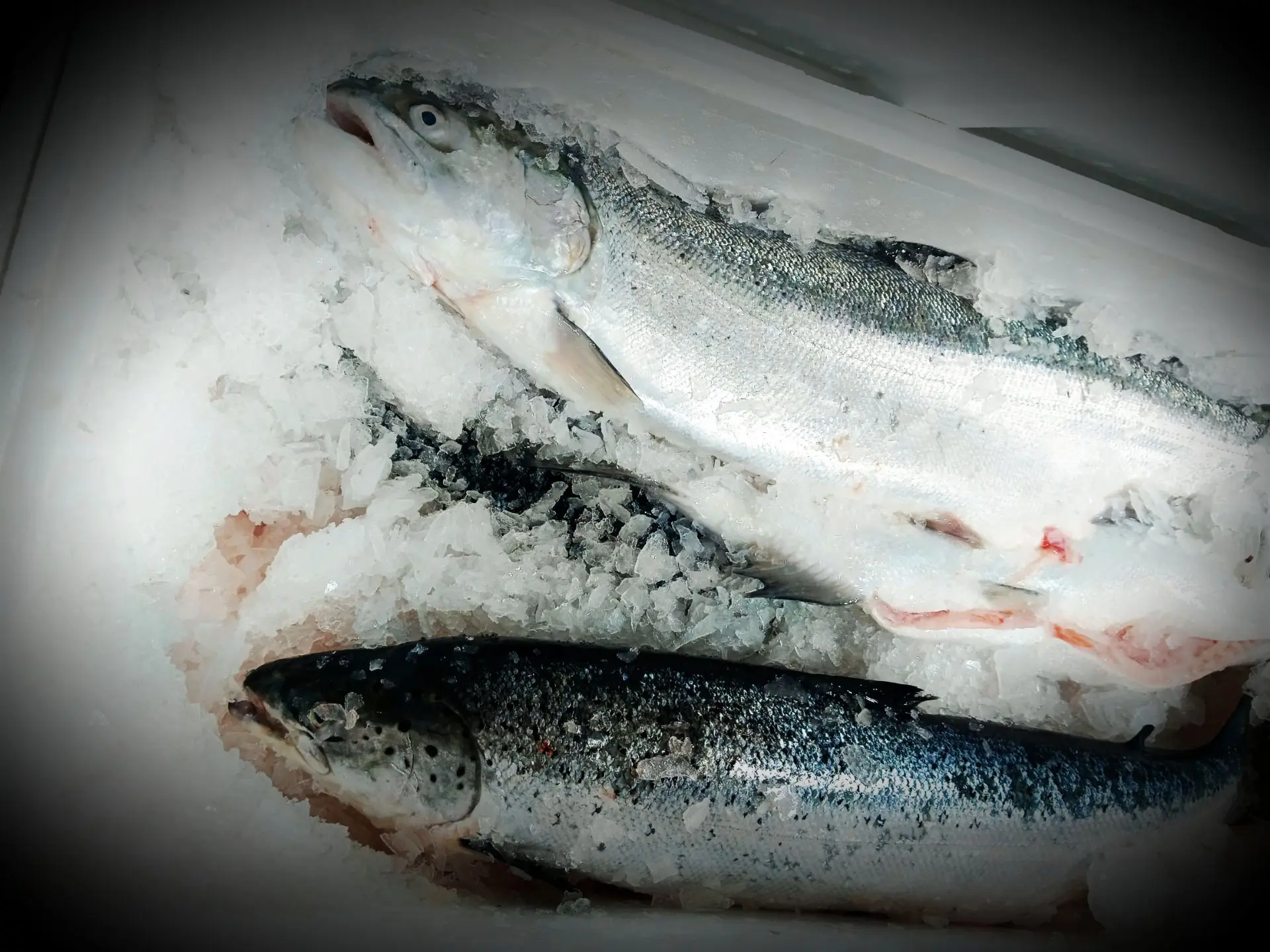 🐟 Лучшая охлажденная сёмга и морская форель - завтра получаем на склад новую партию и ...